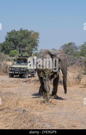 Elefante africano (Loxodonta africana) che attraversa di fronte a un veicolo da safari nel Parco Nazionale di Ruaha; Tanzania Foto Stock