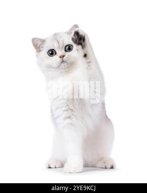 Gattino ombreggiato British Shorthair, seduto di fronte con una zampa che ondeggia in alto nell'aria. Guardando verso la fotocamera. Isolato su un backgroun bianco Foto Stock