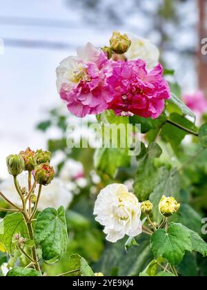 L'albero di rose confederate è davvero un ibisco fiorito. Non appartiene alla famiglia delle rose. I fiori iniziano la giornata di bianco e diventano rosa. Foto Stock