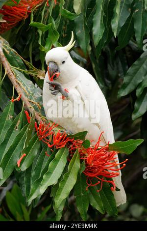 Cockatoo cremoso allo zolfo che reating piante rosse Foto Stock