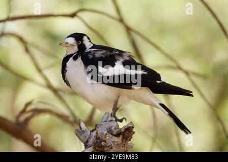 Magpie Lark su un ramo Foto Stock