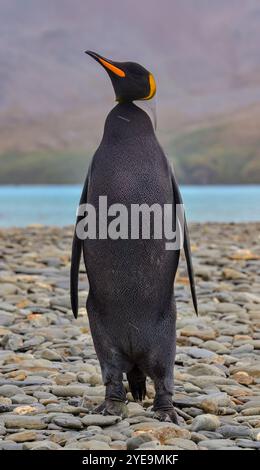 Rarissimo pinguino del re melanistico (Aptenodytes patagonicus), un bellissimo uccello sulle rocce di fortuna Bay. Nonostante il suo colou molto insolito... Foto Stock