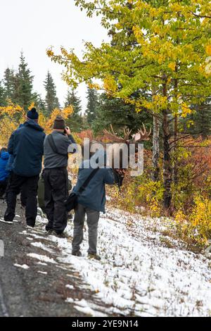 I turisti si avvicinano troppo alle alce giganti del Bull Moose (Alces alces) nel Denali National Park and Preserve; Alaska, Stati Uniti d'America Foto Stock