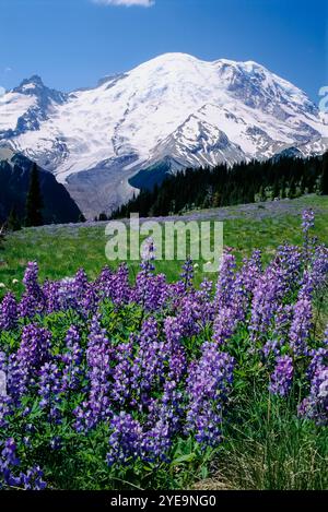 I lupini in fiore nel Mount Rainier National Park, Washington, Stati Uniti d'America; Washington, Stati Uniti d'America Foto Stock