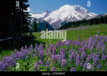 I lupini in fiore nel Mount Rainier National Park, Washington, Stati Uniti d'America; Washington, Stati Uniti d'America Foto Stock