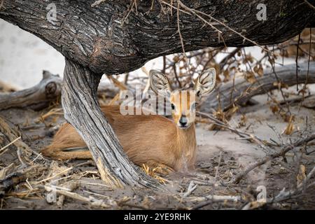 Steenbok è una piccola antilope comune dell'Africa meridionale e orientale Foto Stock