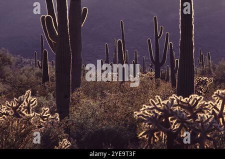 Piante di cactus retroilluminate nel monumento nazionale Organ Pipe Cactus in Arizona, USA; Arizona, Stati Uniti d'America Foto Stock