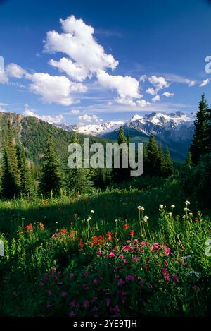 Bellezza naturale lungo il Monica Meadows Trail nelle Purcell Mountains della British Columbia, Canada; British Columbia, Canada Foto Stock