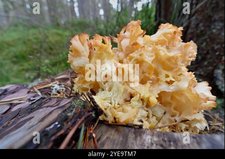 Funghi cavolfiore (Sparassis crispa) esemplare che cresce sul terreno forestale della pineta nativa, Loch Garten RSPB Riserva Naturale, Cairngorms National Park Foto Stock