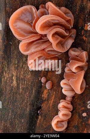 Jelly Ear / Wood Ear fungi (Auricularia auricula judae) Growing on dead sycamore, Berwickshire, Scozia, novembre Foto Stock