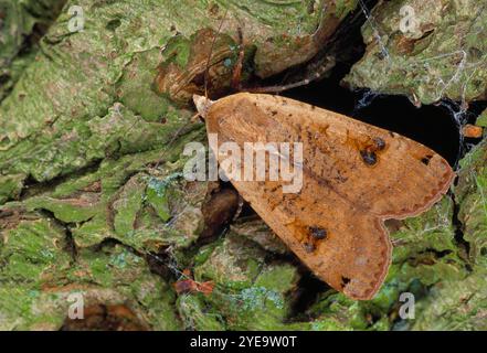 Large Yellow Underwing Moth (Noctua pronuba) appoggiato su corteccia di tronchi di ciliegio in giardino durante il giorno, Berwickshire, Scozia, luglio. Foto Stock