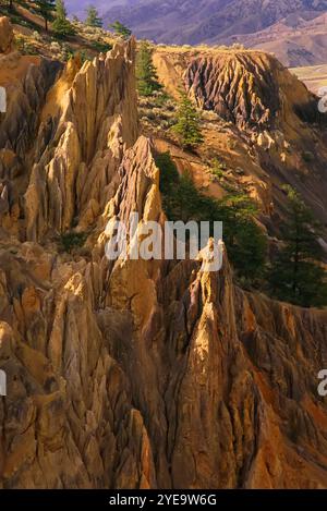 Terreno accidentato con alberi nell'area protetta di Churn Creek nel Fraser Canyon, British Columbia, Canada Foto Stock