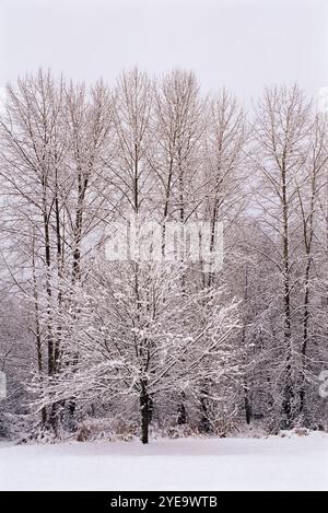 Nevicate fresche nei boschi sulla costa occidentale del Canada; Vancouver, British Columbia, Canada Foto Stock