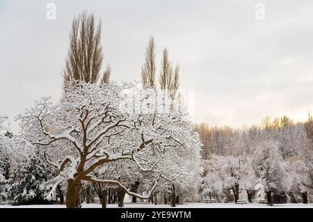 Alberi innevati in un parco al crepuscolo Foto Stock