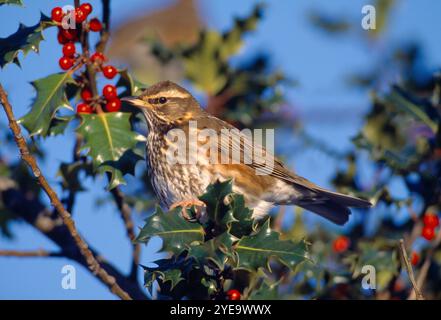 Redwing (Turdus iliacus) si nutre di bacche di agrifoglio (Ilex aquifolium) in un giardino in inverno, Berwickshire, Scozia, dicembre Foto Stock