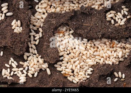 Formiche gialle (Lasius flavus) fotografate in condizioni controllate in un formicarium che mostra formiche e uova, Berwickshire, Scozia, luglio Foto Stock