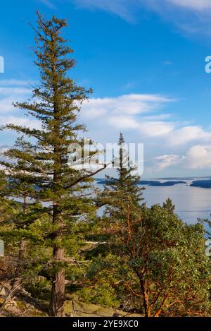 Arbutus Tree (Arbutus menziesii) e foresta su Reginald Hill, Salt Spring Island, BC, Canada; British Columbia, Canada Foto Stock