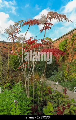 Aralia elata, nota anche come albero angelica giapponese, albero angelica cinese o albero angelica coreano, RHS Bridgewater Garden, Inghilterra, REGNO UNITO Foto Stock