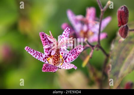 Gli impressionanti fiori maculati di colore magenta e bianco di un Giglio di rospo, Tricyrtis hirta "Sinonome", RHS Bridgewater Garden, Greater Manchester, Inghilterra, REGNO UNITO Foto Stock