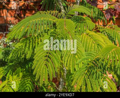 Albizia julibrissin, la seta persiana, la seta rosa o l'albero di mimosa, RHS Bridgewater Garden, Greater Manchester, Inghilterra, Regno Unito Foto Stock