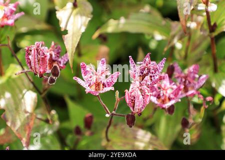 Gli impressionanti fiori maculati di colore magenta e bianco di un Giglio di rospo, Tricyrtis hirta "Sinonome", RHS Bridgewater Garden, Greater Manchester, Inghilterra, REGNO UNITO Foto Stock