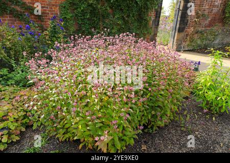 Gli impressionanti fiori maculati di colore magenta e bianco di un Giglio di rospo, Tricyrtis hirta "Sinonome", RHS Bridgewater Garden, Greater Manchester, Inghilterra, REGNO UNITO Foto Stock