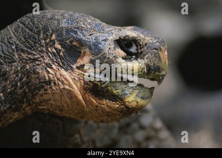 Vista ravvicinata della testa di una tartaruga gigante presso la stazione di ricerca Charles Darwin sull'isola Galapagos; l'isola Galapagos, Ecuador Foto Stock