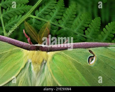 Dettaglio ravvicinato di una falena luna (Actias luna) poggiata su una pianta verde; Stati Uniti d'America Foto Stock