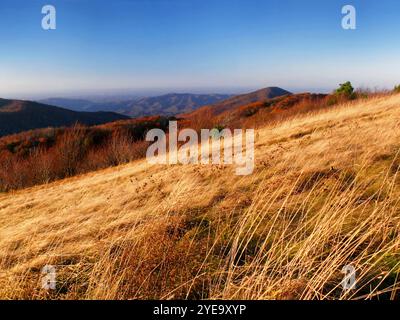 Le erbe alte sono dorate al sole del tardo pomeriggio sulla cima di Max Patch nelle Smoky Mountains; North Carolina, Stati Uniti d'America Foto Stock