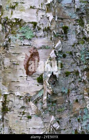 Foglia marrone attaccata ad un tronco di albero con corteccia pelante; Stati Uniti d'America Foto Stock