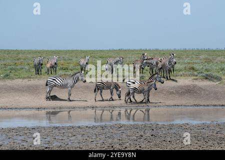 Gruppo di Zebre comuni (Equus quagga) in una pozza d'acqua vicino a Ndutu nella Ngorongoro Crater Conservation area; Tanzania Foto Stock