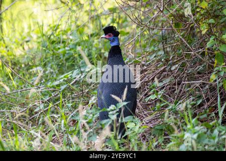 Ritratto di una Guineafowl cremata (Guttera pucherani) in piedi tra i cespugli del Parco Nazionale del Lago Manyara; Tanzania Foto Stock