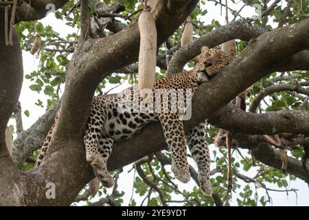 Ritratto di un leopardo (Panthera pardus) che dorme in un albero di salsiccia (Kigelia africana) nel Parco Nazionale del Serengeti; Tanzania Foto Stock