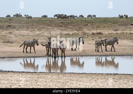 Gruppo di Zebre comuni (Equus quagga) in una pozza d'acqua con altre zebre che pascolano sullo sfondo nel Parco Nazionale del Serengeti; Tanzania Foto Stock