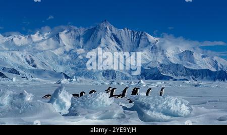 Pinguini di Adelie (Pygoscelis adeliae) camminando attraverso il paesaggio ghiacciato in una giornata di sole con il Monte Herschel (3335 m) delle Montagne dell'Ammiragliato e il R... Foto Stock