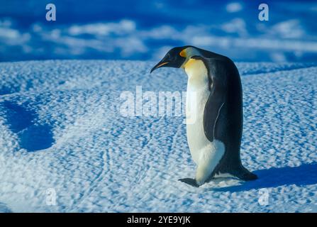 Ritratto ravvicinato di un pinguino imperatore (Aptenodytes forsteri) che cammina su un paesaggio ghiacciato; Antartide Foto Stock