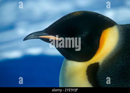 Ritratto estremo da vicino di un pinguino imperatore (Aptenodytes forsteri); Antartide Foto Stock