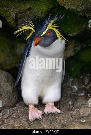 Ritratto ravvicinato di un pinguino Rockhopper settentrionale (Eudyptes moseleyi) in piedi su una sporgenza rocciosa sull'isola di Nightingale Foto Stock