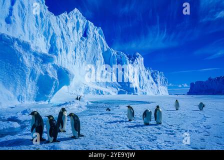 Pinguini Imperatori (Aptenodytes forsteri) camminando attraverso la calotta di ghiaccio sotto un cielo azzurro luminoso accanto a un muro di ghiaccio, la colonia dell'Auster sulla costa di Mawson... Foto Stock