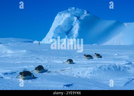 Gruppo di pinguini dell'imperatore (Aptenodytes forsteri) che toboggano sui loro stomaci; Antartide Foto Stock