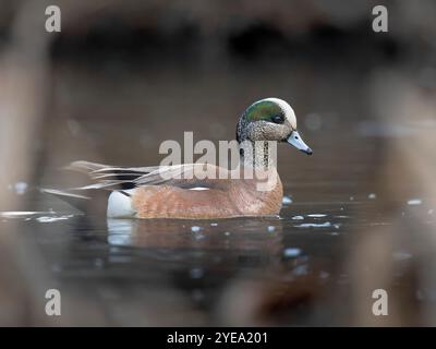 Drake American Wigeon (Mareca americana) è incorniciato da canne in una zona umida vicino ad Anchorage, Alaska, durante la stagione riproduttiva primaverile Foto Stock