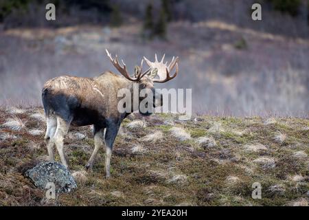Bull Alce (Alces alces) si ferma su una collina di tundra alla fine di novembre; Alaska, Stati Uniti d'America Foto Stock