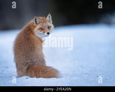 La volpe rossa (Vulpes vulpes) sorvola curiosamente la sua spalla una mattina di febbraio nell'Alaska centro-meridionale; Anchorage, Alaska, Stati Uniti d'America Foto Stock