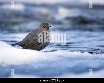 Il Dipper americano (Cinclus mexicanus) si ferma su una riva ghiacciata prima di rientrare a caccia di cibo Foto Stock