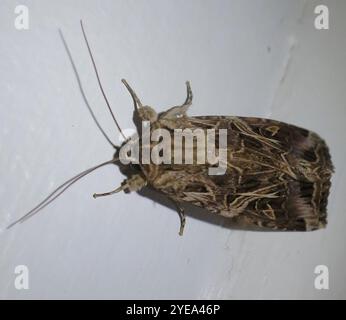 Falena verme orientale (Spodoptera litura) Foto Stock