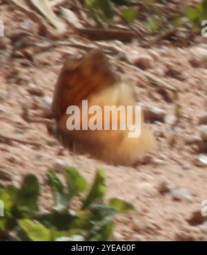 Leafwing di alghe di capra (Anaea andria) Foto Stock