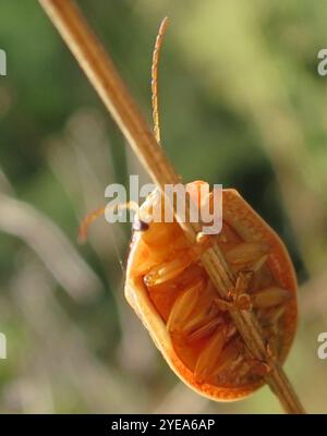 Coleottero tartaruga all'eucalipto (Paropsis charybdis) Foto Stock
