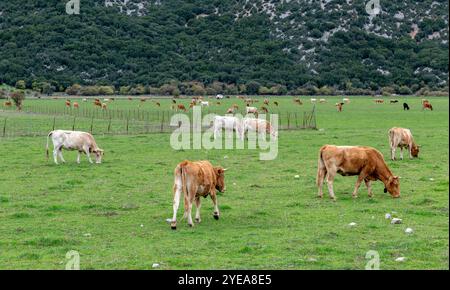 Un grande prato erboso, campo, con una grande mandria di bovini da fattoria che si nutrono sull'erba verde. Foto Stock