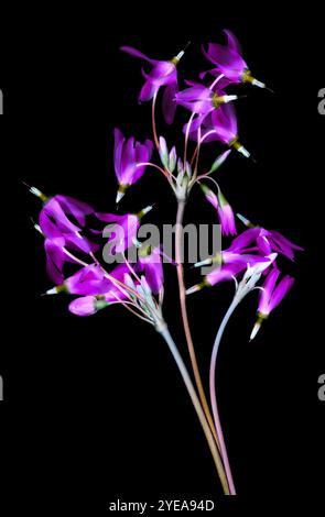 Fiori di stelle sparatorie viola (Dodecatheon meadia) su uno sfondo nero; studio Foto Stock
