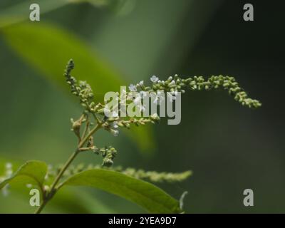 Farfalla asiatica (Buddleja asiatica) Foto Stock